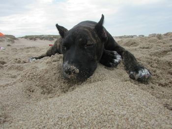 Close-up portrait of dog on beach against sky
