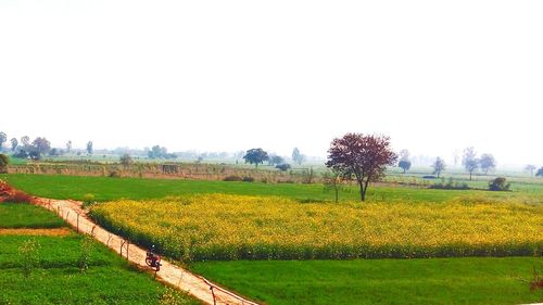 Scenic view of field against clear sky