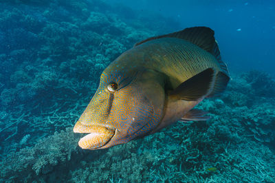 Close-up of fish swimming in sea