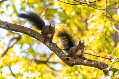 Low angle view of lizard on tree