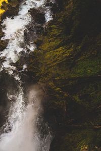 Scenic view of waterfall in forest