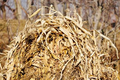 Close-up of dried plant on field