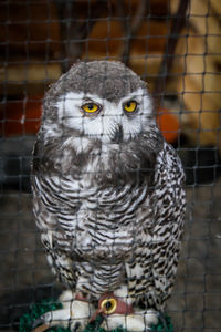 Portrait of owl in cage at zoo