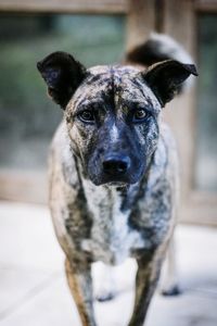 Close-up portrait of dog standing outdoors