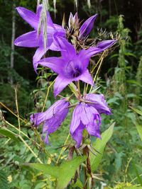 Close-up of purple flowers blooming outdoors