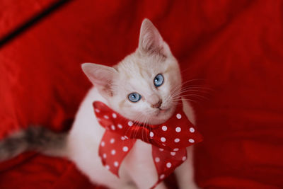 High angle portrait of kitten wearing red bow on sofa
