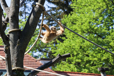 Low angle view of monkey hanging on tree