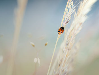 Close-up of ladybug on plant