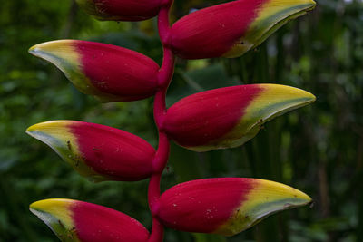 Close-up of pink flowering plant