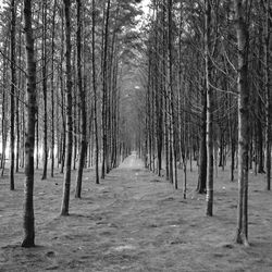 Trees in forest