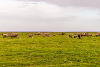 Elephants grazing in field