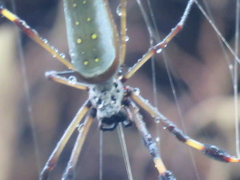 Close-up of spider on web