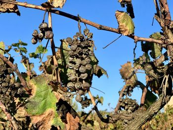 Low angle view of dried grapes on plant against sky