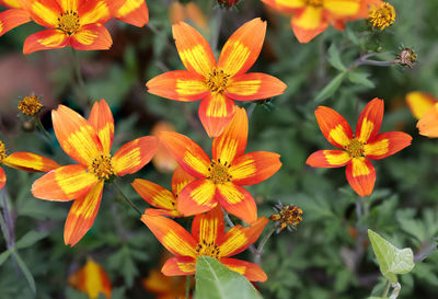 Close-up of orange flowering plant