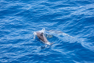 View of whale swimming in sea