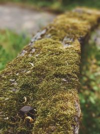 Close-up of lizard on moss