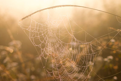 Close-up of spider web against blurred background