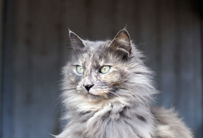 Grey cat sitting on a porch