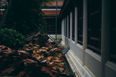 Stack of fallen leaves on building