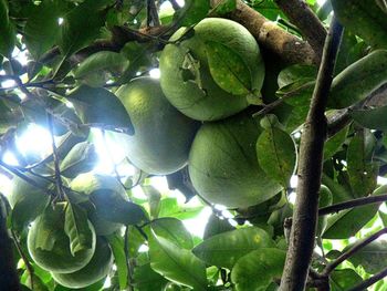 Low angle view of fruits hanging on tree