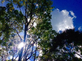 Sun shining through trees