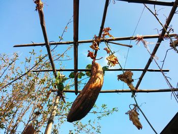 Low angle view of bird on tree against sky