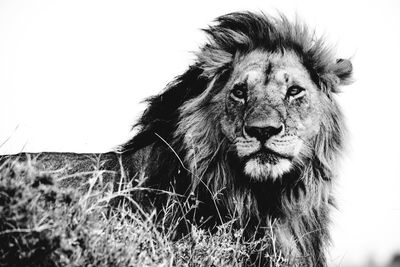 animal