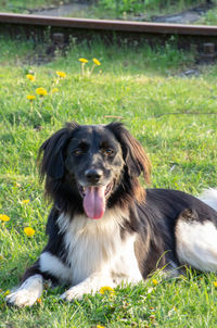 Portrait of dog sitting on field