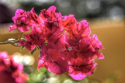 Close-up of pink flowering plant