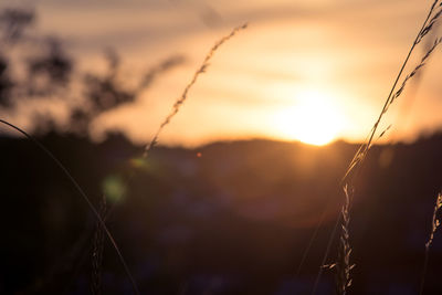 Close-up of silhouette plants against sky during sunset