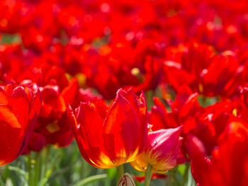 Close-up of red poppy blooming outdoors