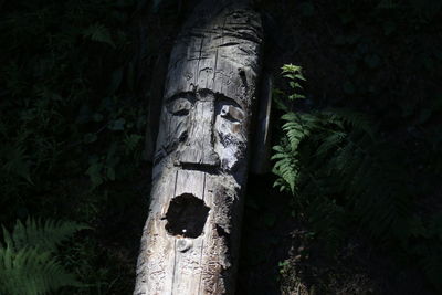 Shadow of tree trunk on land