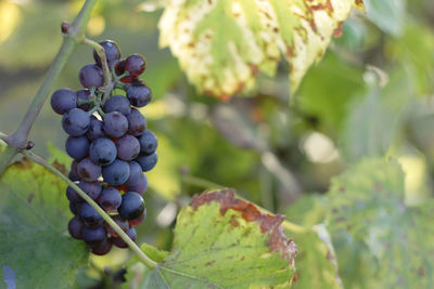 Close-up of grapes growing in vineyard