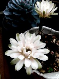 Close-up of white flowering plant