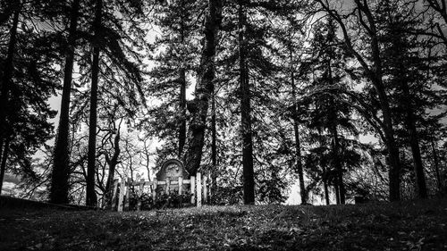 Bare trees against sky