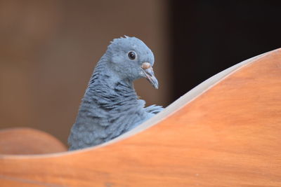 Close-up of bird perching outdoors