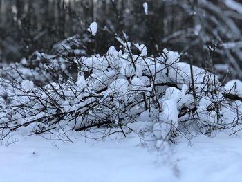 Close-up of snow covered tree on field during winter