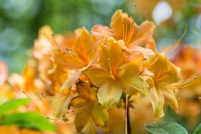 Close-up of yellow flower