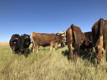 Cows standing in field against clear sky