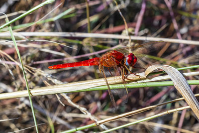 Close-up of dragonfly on plant