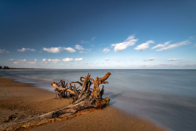 Driftwood on beach against sky