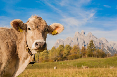 Cow on field against sky