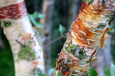 Close-up of shell on tree trunk