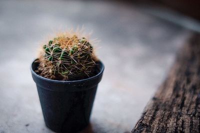 High angle view of succulent plant in pot