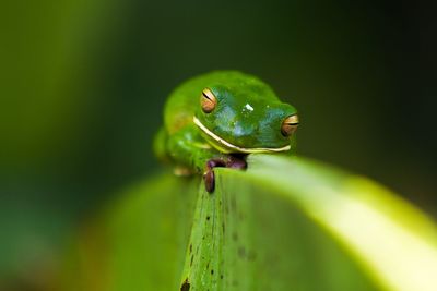 Close-up of green lizard on leaf