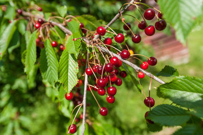 Close-up of red berries growing on tree