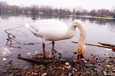 View of swan drinking water at lakeshore