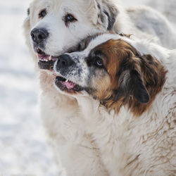 Close-up of dog