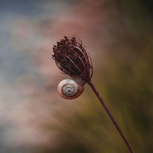 Beautiful snail on the plant in the nature in autumn season