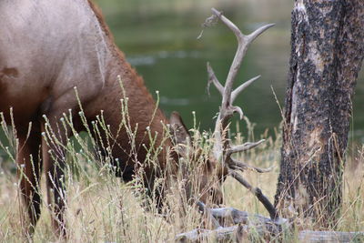 Close-up of horse grazing on field